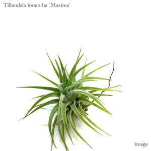 `WA CIi^ }LV} (GA[vc ϗtA  Ǌ| CeA ~j ^ ݂艺 EA huamelula ionantha var.maxima)