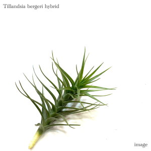 `WA xQ z (GA[vc eBWA ϗtA  Ǌ| CeA ~j ^ ݂艺  bergeri hybrid)