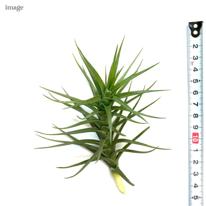 楽天市場 チランジア ベルゲリ 交配種 エアープランツ ティランジア 観葉植物 おしゃれ 壁掛け インテリア ミニ 小型 吊り下げ 室内 Bergeri Hybrid エアープランツ専門店 B L