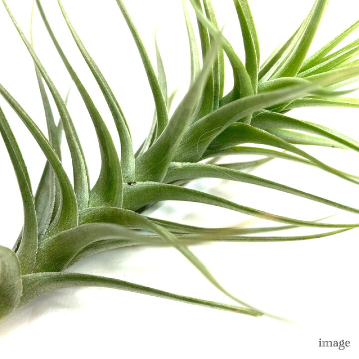 楽天市場】チランジア ベルゲリ 交配種 (エアープランツ ティランジア  