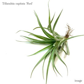 楽天市場 チランジア カピタータの通販