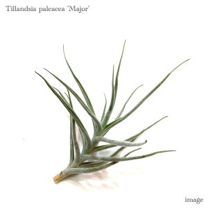 `WA pAZA 'W[' (GA[vc eBWA ϗtA  Ǌ| CeA ~j ^ ݂艺 pZAW[ paleacea 'Major')