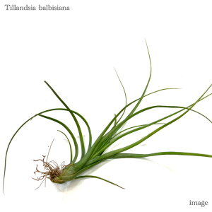 `WA orVAi M size (GA[vc eBWA ϗtA  Ǌ| CeA ~j ^ ݂艺  orVA[i balbisiana)