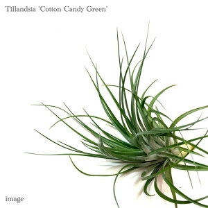 `WA 'RbgLfB O[' (GA[vc eBWA ϗtA  Ǌ| CeA ~j ^ ݂艺  q[Xg XgN^ × NrtHA housto