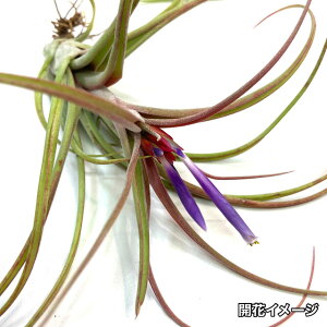 (i) `WA z(Jvgf[T × uLJEX) (No.22014) (GA[vc eBWA ϗtA  Ǌ| CeA ~j ^ ݂艺  hybrid caput-medusae × brachyc