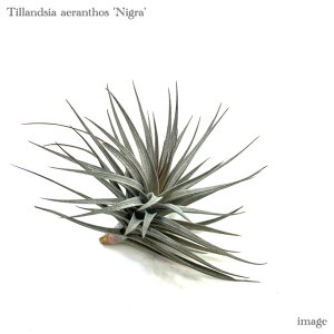 `WA AGgX 'jO' M size (GA[vc eBWA ϗtA  Ǌ| CeA ~j ^ ݂艺  ~jp[v aeranthos 'Nigra')