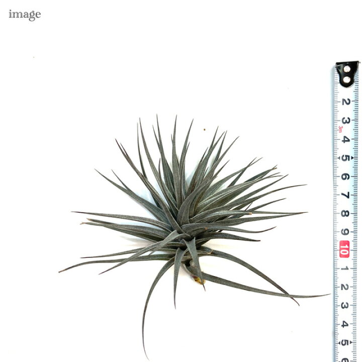楽天市場 チランジア アエラントス ニグラ M Size エアープランツ ティランジア 観葉植物 おしゃれ 壁掛け インテリア ミニ 小型 吊り下げ 室内 ミニパープル Aeranthos Nigra エアープランツ専門店 B L 楽天市場 チランジア アエラントス ニグラ M Size エアープランツ ティランジア 観葉植物 おしゃれ 壁掛け インテリア ミニ 小型 吊り下げ 室内 ミニパープル Aeranthos Nigra エアープランツ専門店 B L