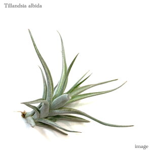 `WA Ar_ S size (GA[vc eBWA ϗtA  Ǌ| CeA ~j ^ ݂艺  albida)