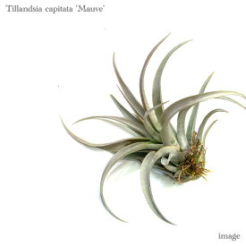 楽天市場 チランジア カピタータの通販
