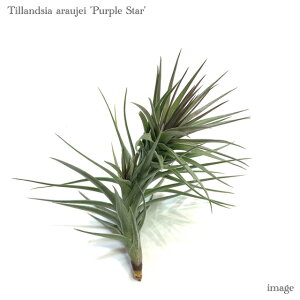 `WA AEWFC 'p[vX^[' (GA[vc eBWA ϗtA  Ǌ| CeA ~j ^ ݂艺  araujei 'Purple Star')