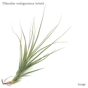 `WA hQWAi z (GA[vc eBWA ϗtA  Ǌ| CeA ~j ^ ݂艺  rodrigueziana hybrid)