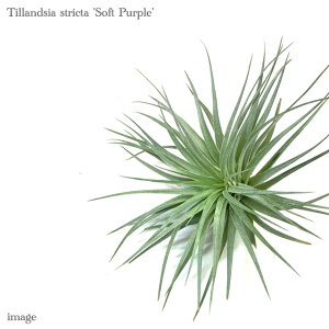 `WA XgN^ '\tgp[v' (GA[vc eBWA ϗtA  Ǌ| CeA ~j ^ ݂艺  stricta 'Soft Purple')