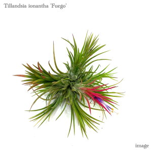 `WA CIi^ 'tGS' Nv M size (GA[vc eBWA ϗtA  Ǌ| CeA ~j ^ ݂艺  tF[S ionantha 'Fuego')