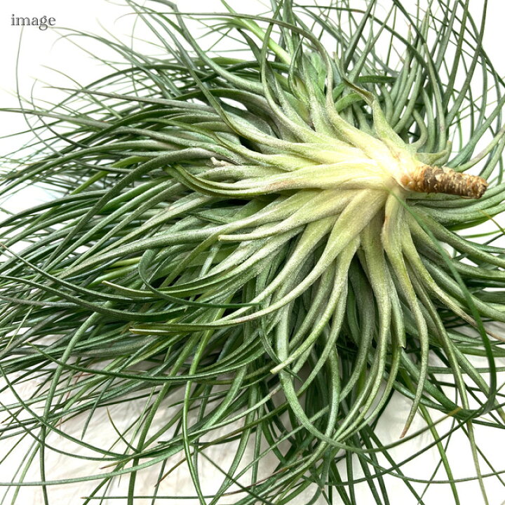 楽天市場 チランジア ストリクタ クランプ エアープランツ ティランジア 観葉植物 おしゃれ 壁掛け インテリア ミニ 小型 大型 吊り下げ 室内 Stricta エアープランツ専門店 B L