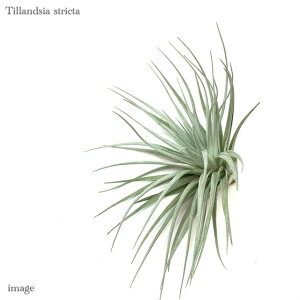 `WA XgN^ Vo[^Cv (GA[vc eBWA ϗtA  Ǌ| CeA ~j ^ ^ ݂艺  stricta)