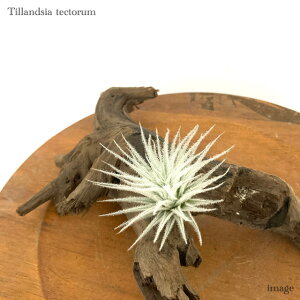 `WA eNg S size (GA[vc eBWA ϗtA  Ǌ| CeA ~j ^ ݂艺  tectorum)