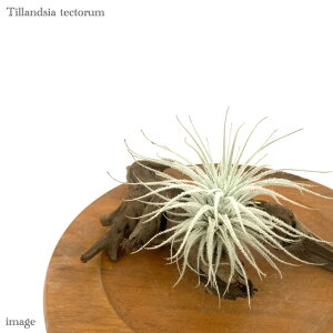 `WA eNg M size (GA[vc eBWA ϗtA  Ǌ| CeA ~j ^ ݂艺  tectorum)