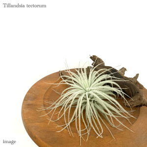 `WA eNg L size (GA[vc eBWA ϗtA  Ǌ| CeA ~j ^ ݂艺 tectorum)