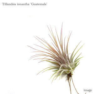 `WA CIi^ 'OAe}' M size (GA[vc eBWA ϗtA  Ǌ| CeA ~j ^ ݂艺  ionantha 'Guatemala')