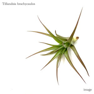 `WA uLJEX S size (GA[vc eBWA ϗtA  Ǌ| CeA ~j ^ ݂艺  brachycaulos)