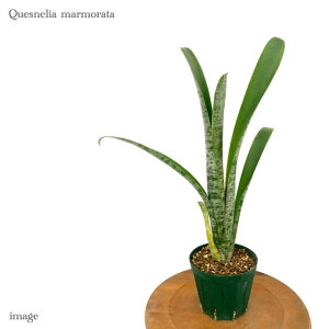 PXlA }[^ 4 (ϗtA  Ǌ| CeA ~j ^ ^ ݂艺  ^NuA Quesnelia marmorata)