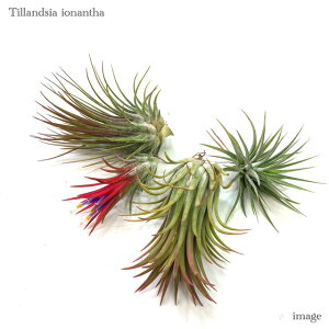 () GA[vc CIi^ 4 Zbg (S҂ɂIXX! `WA eBWA ϗtA  Ǌ| CeA ~j ^ ݂艺  Tillandsia ionantha )