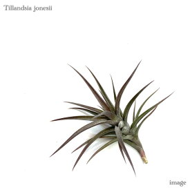 チランジア ジョネシー (エアープランツ ティランジア 観葉植物 おしゃれ 壁掛け インテリア ミニ 小型 吊り下げ 室内 jonesii)