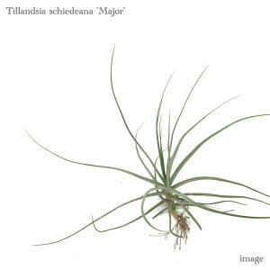 チランジア シーディアナ 'メジャー' (エアープランツ ティランジア 観葉植物 おしゃれ 壁掛け インテリア ミニ 小型 吊り下げ 室内 schiedeana 'Major')