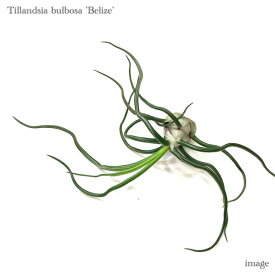 楽天市場 チランジア ブルボーサの通販