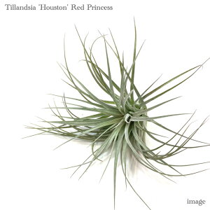 `WA q[Xg 'bhvZX' (GA[vc eBWA ϗtA  Ǌ| CeA ~j ^ ݂艺  q[Xg XgN^ × NrtHA hou