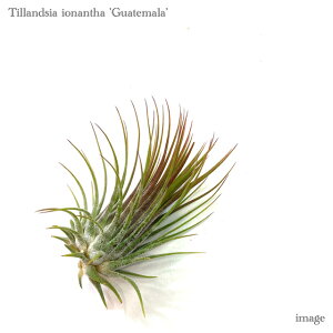 `WA CIi^ 'OAe}' L size (GA[vc eBWA ϗtA  Ǌ| CeA ~j ^ ݂艺  ionantha 'Guatemala')
