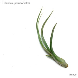 `WA vZEhxCC (GA[vc eBWA ϗtA  Ǌ| CeA ~j ^ ݂艺  pseudobaileyi)