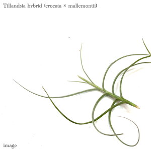 `WA z (NJ[^ × }eB[) (GA[vc eBWA ϗtA  Ǌ| CeA ~j ^ ݂艺  hybrid crocata × mallemontii)