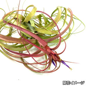 (i) `WA z(Js^[^ × orVA[i) (No.21341) (GA[vc eBWA ϗtA  Ǌ| CeA ~j ^ ݂艺  hybrid capitata × balbisiana)
