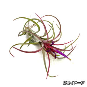 (i) `WA pEVtHA bhnCubh (No.21555) (GA[vc eBWA ϗtA  Ǌ| CeA ~j ^ ݂艺  VVi[^ paucifolia red hybrid)