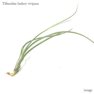 `WA xCC BBp (GA[vc eBWA ϗtA  Ǌ| CeA ~j ^ ݂艺  rrp baileyi vivipara)