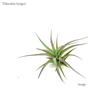 `WA xQ (GA[vc eBWA ϗtA  Ǌ| CeA ~j ^ ݂艺  bergeri)