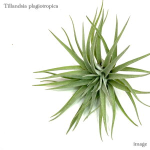 `WA vMIgsJ (GA[vc eBWA ϗtA  Ǌ| CeA ~j ^ ݂艺  vWIgsJ plagiotropica)