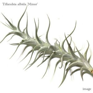 `WA Ar_ '~m[' (GA[vc eBWA ϗtA  Ǌ| CeA ~j ^ ݂艺  }Ci[ albida 'minor')