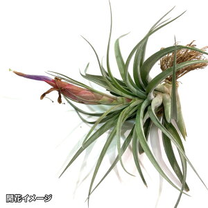 (i) `WA xRAC (No.21372) (GA[vc eBWA ϗtA  Ǌ| CeA ~j ^ ݂艺  t@VN[^ × zWVX xCorrealei fasciculata ×