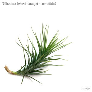 `WA z(AEWFC × ekCtHA) (GA[vc eBWA ϗtA  Ǌ| CeA ~j ^ ݂艺  hybrid araujei × tenuifolia)