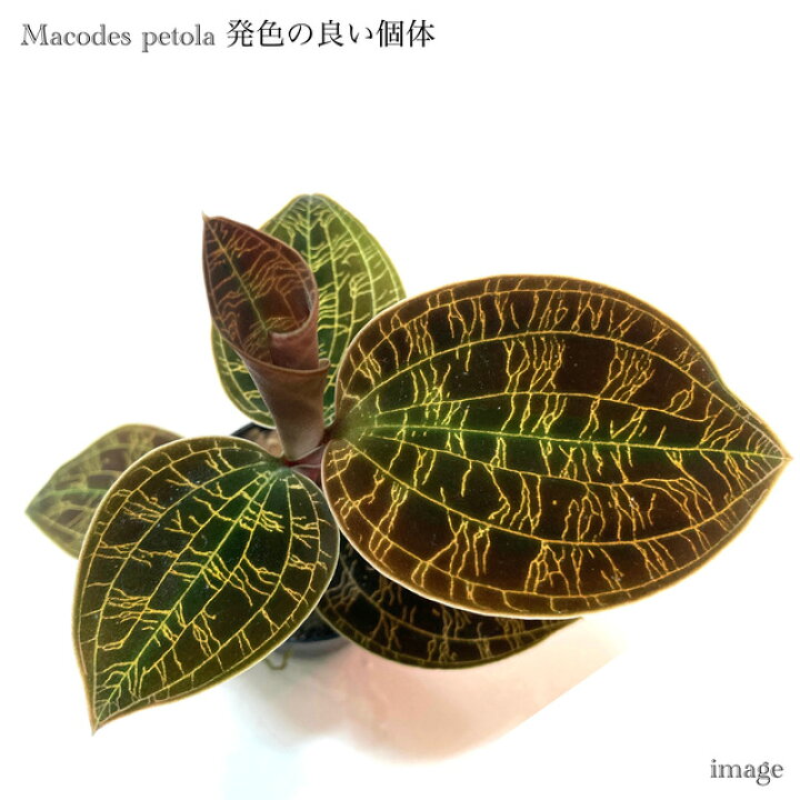 楽天市場】マコデス ペトラ 発色の良い個体 (ジュエルオーキッド 宝石 