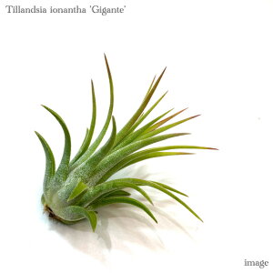 `WA CIi^ 'MKe' (GA[vc ϗtA  Ǌ| CeA ~j ^ ^ ݂艺 qKe WCAg ionantha 'Gigante')