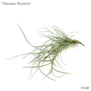 `WA 'Lo[' (EXlICfX × No[^) (GA[vc eBWA ϗtA  Ǌ| CeA ~j ^ ݂艺  'Kimberly' usneoides × recurvata)