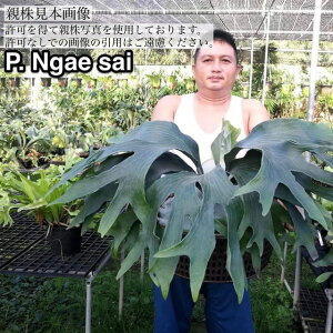 (i) rJNV_ q[ fKTCf (pup) (No.41089) (RE ϗtA  CeA ݂艺 Ǌ| ~j ^ ^  Platycerium hillii 'Ngae Sai')