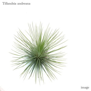 `WA AhAi (GA[vc eBWA ϗtA  Ǌ| CeA ~j ^ ݂艺  andreana)