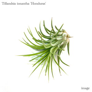`WA CIi^ 'zWX' (GA[vc eBWA ϗtA  Ǌ| CeA ~j ^ ݂艺  ionantha 'Honduras')