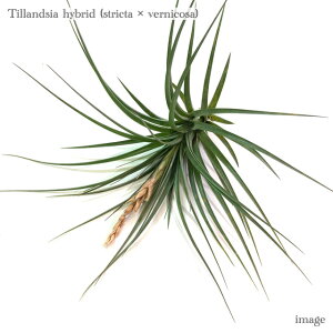 `WA z (XgN^ × xjR[T) (GA[vc eBWA ϗtA  Ǌ| CeA ~j ^ ݂艺  FjR[T hybrid stricta × vernicosa)