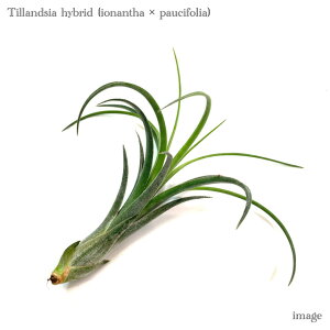 `WA z(CIi^ × pEVtHA) (GA[vc eBWA ϗtA  Ǌ| CeA ~j ^ ݂艺  hybrid ionantha × paucifolia)