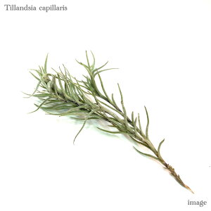 `WA JsX (GA[vc eBWA ϗtA  Ǌ| CeA ~j ^ ݂艺  capillaris)